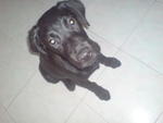 Quaver - Labrador Retriever Mix Dog