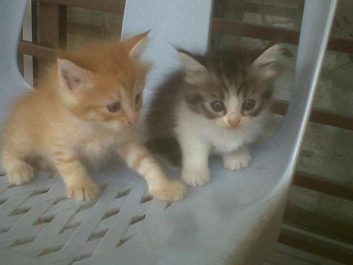 Persian + Maine Coon Kittens Sold - 8 Years 3 Months ...