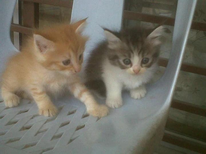 Persian + Maine Coon Kittens Sold 9 Years 5 Months, Mixed Persian