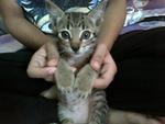 Marble - American Shorthair Cat