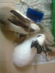 Oreo - Angora Rabbit Rabbit