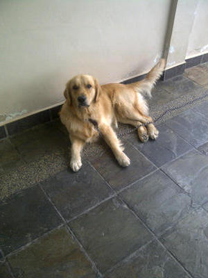 Biscuit1 Mka Certified - Golden Retriever Dog