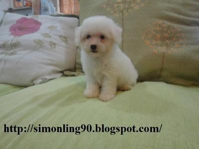 Snow White Toy Poodle - Poodle Dog
