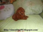 Super Red Toy Poodle - Poodle Dog