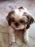 Meeko  - Shih Tzu Dog