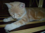 Oyen - Tabby + Persian Cat