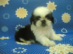 Mini Shih-tzu Boy - Shih Tzu Dog