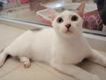 Pinto - Domestic Short Hair Cat