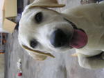 Sam - Labrador Retriever Dog