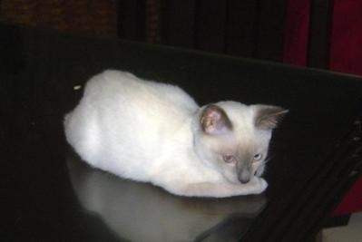 Merlin - Siamese Cat