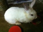 Fayfay - Bunny Rabbit Rabbit