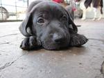 Cute Pups - Mixed Breed Dog