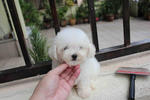 Super White Toy Poodle Puppies - Poodle Dog