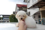 Super White Toy Poodle Puppies - Poodle Dog