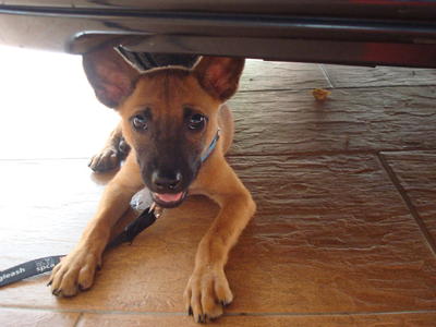 Brownie - Mixed Breed Dog