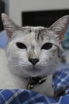 Tiqa - Domestic Short Hair Cat