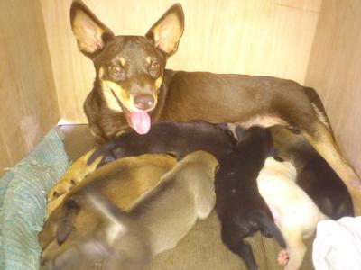 2cute Puppies For Adoption - Australian Kelpie Mix Dog