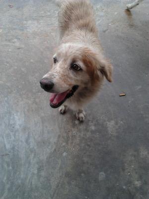 Two White Dogs - Mixed Breed Dog