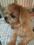 Chloe - Shih Tzu Dog