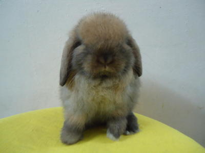 Holand Lop - Holland Lop Rabbit