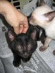 Oscar &amp; Percy - Siamese Cat