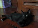 Oscar &amp; Percy - Siamese Cat