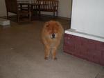 Mr. Chow - Chow Chow Dog