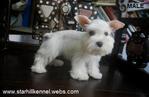 Taiwan Line White Schnauzer Puppies - Schnauzer Dog