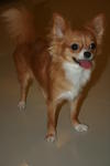 Twinkle - Chihuahua Dog