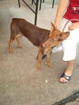 PF29251 - Doberman Pinscher Mix Dog