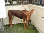 PF29251 - Doberman Pinscher Mix Dog