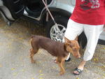 PF29251 - Doberman Pinscher Mix Dog