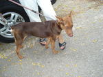 PF29251 - Doberman Pinscher Mix Dog