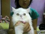 Ola - Persian + Tabby Cat