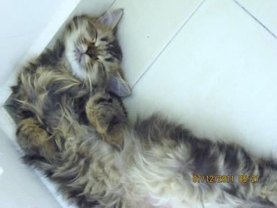 Gergirl - Persian Cat