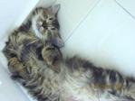 Gergirl - Persian Cat