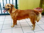 Lola - Mixed Breed Dog