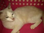 Salju - Siamese + Domestic Short Hair Cat