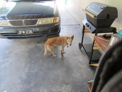 Cassie - Golden Retriever Mix Dog