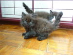 Lilo &amp; Lily - Persian + Ragdoll Cat