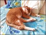 Ginger &amp; Snowy - Domestic Short Hair Cat
