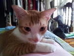 Ginger &amp; Snowy - Domestic Short Hair Cat