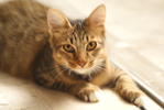 Koko - Domestic Medium Hair Cat