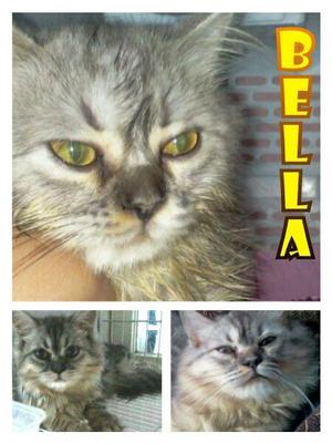 Bella - Persian + Domestic Long Hair Cat