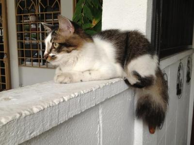Bushy - Domestic Medium Hair + Domestic Short Hair Cat