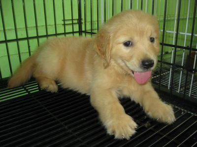 Golden retriever puppies adoption sales