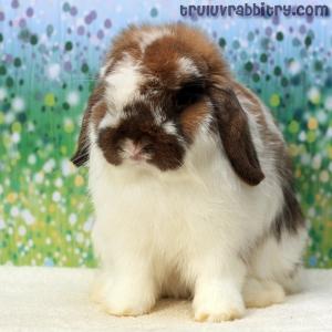 Tru-luv's Miracle - Holland Lop Rabbit