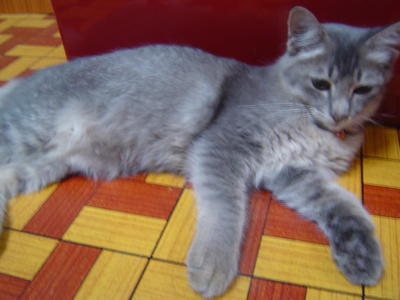 Dusty - Domestic Long Hair + Domestic Medium Hair Cat