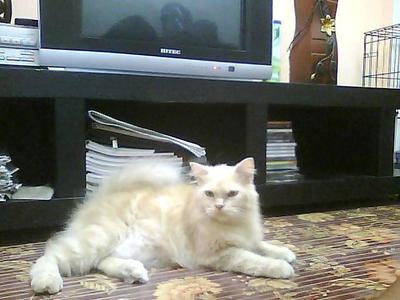 Max - Persian Cat