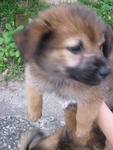 pup3: Male: Medium coat. Very friendly and playful